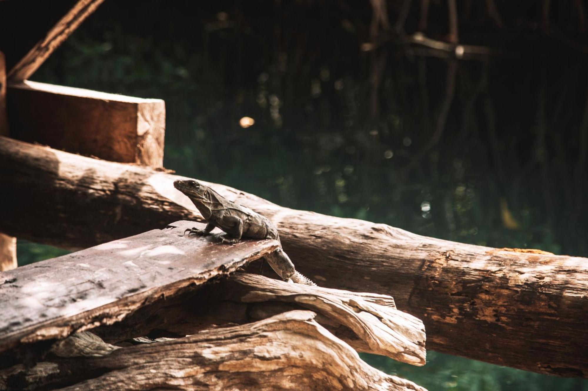 Uman Glamping & Cenote Tulum Hotel Exterior foto